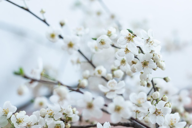 Árbol de flor sobre fondo de naturaleza. Flores de primavera. Fondo de primavera