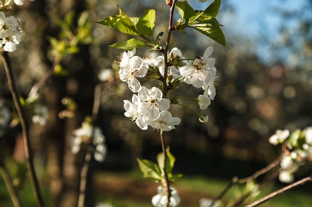 Árbol floreciente de la cereza con una inflorescencia blanca.