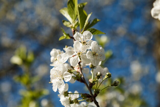 Árbol floreciente de la cereza con una inflorescencia blanca.