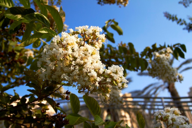 Árbol floreciente con flores blancas contra el cielo azul