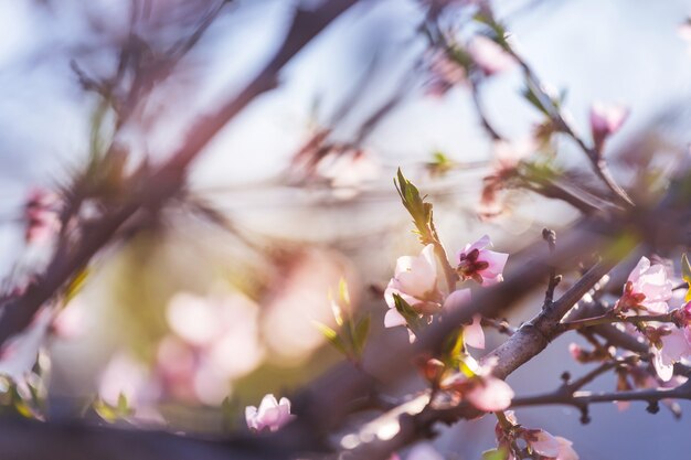 Árbol floreciente en el jardín de primavera. Hermoso fondo natural de primavera.