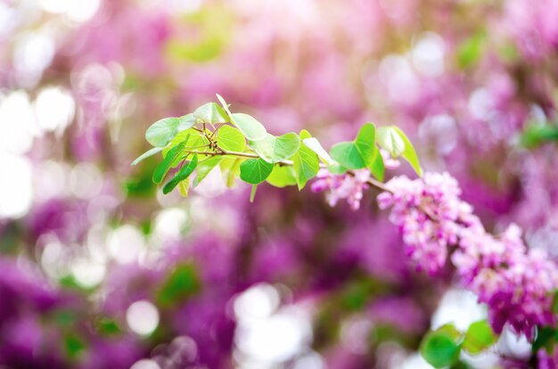 Árbol floreciente de judas. Cercis siliquastrum, canadensis, redbud oriental.