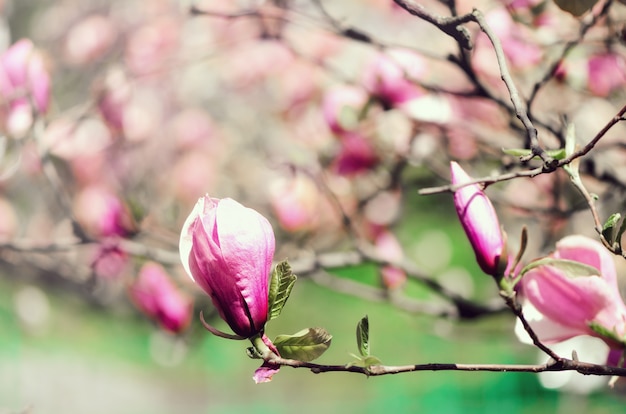 Árbol floreciente de la magnolia en los rayos del sol de la primavera. Enfoque selectivo Copia espacio