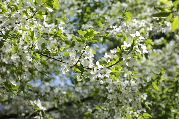 Árbol floreciente de primavera con un olor delicioso Flores brillantes, pequeñas y hermosas