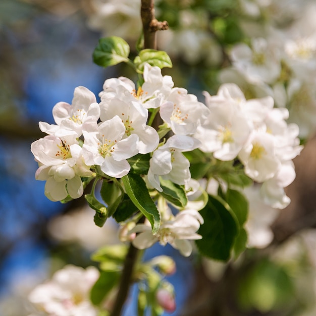 Árbol floreciente primavera