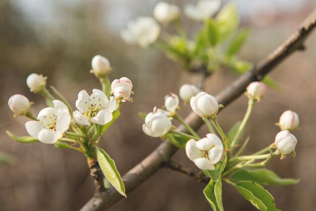 Árbol floreciente en primer plano de primavera