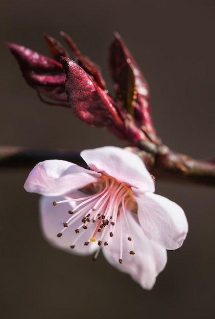 Árbol floreciente