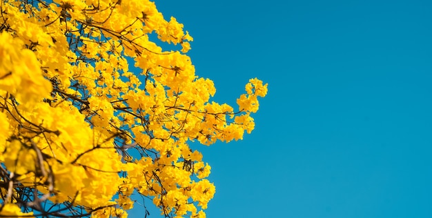 Árbol con flores amarillas contra el cielo azul en verano