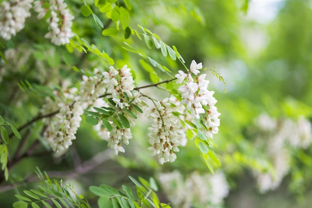 Árbol de flores blancas acacia Racimos florecientes de acacia Planta de primavera de miel