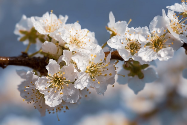 Árbol de flores blancas después de la lluvia