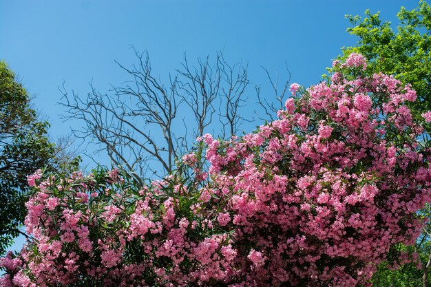 Árbol con flores rosas cielo en el fondo planta romántica y hermosa