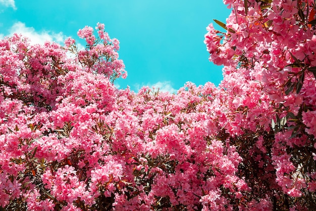 Árbol con flores rosas contra el cielo azul. Fondo de naturaleza de verano.