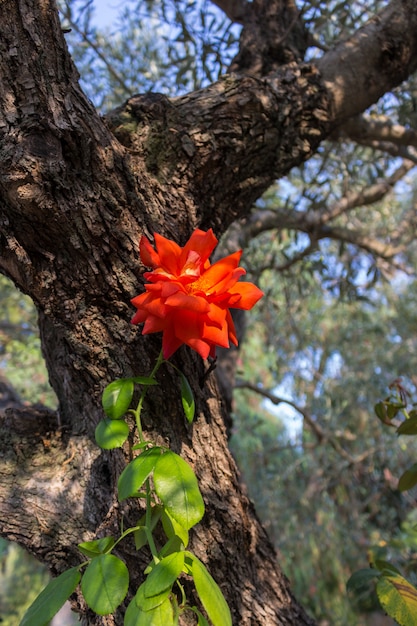 Árbol de flores