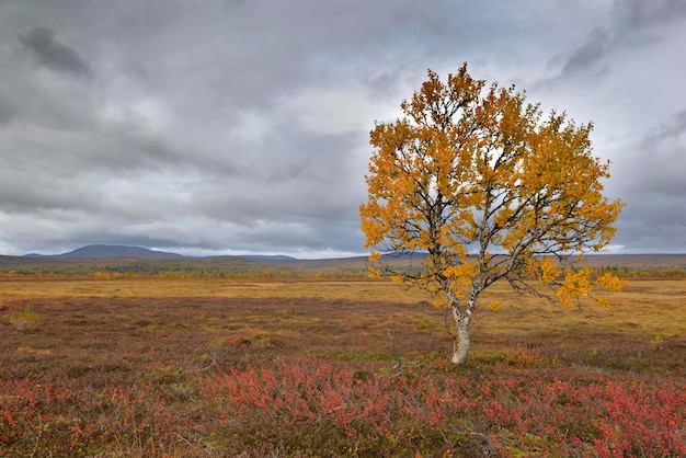 Árbol con follaje amarillo en un prado cubierto de plantas coloridas en el paisaje de suecia