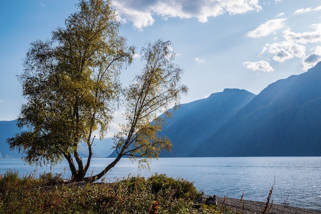 Árbol con follaje de otoño en la orilla del lago de montaña Rusia Altai Lake Teletskoye