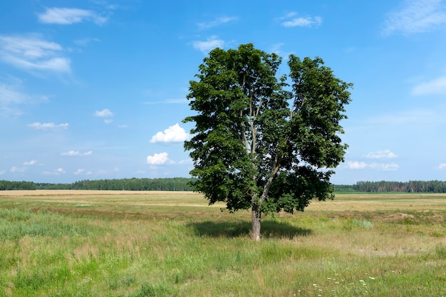 Árbol con follaje verde contra un cielo azul