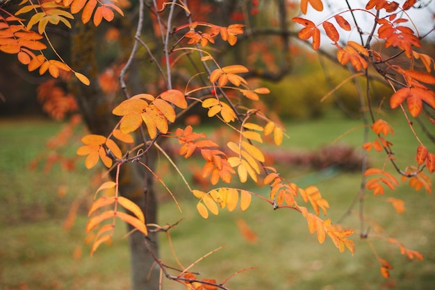 Árbol de fondo de hojas doradas de otoño con hojas caídas