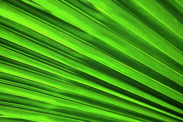 Árbol de fondo de hojas de palma grande hojas de palma verde joven fondo de textura verde natural