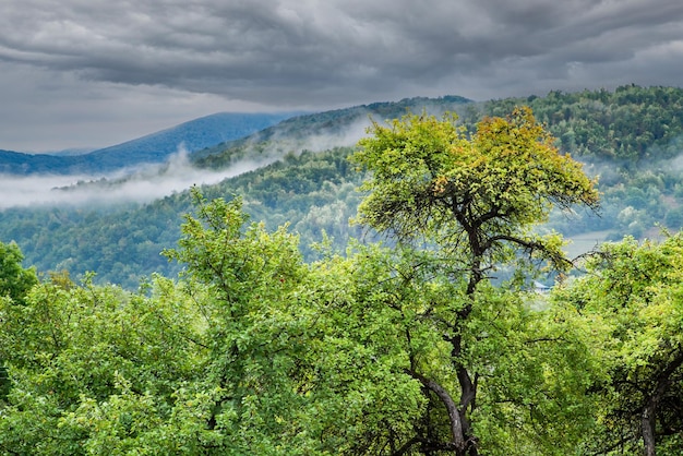 Árbol en el fondo de las montañas en la niebla en tiempo nublado