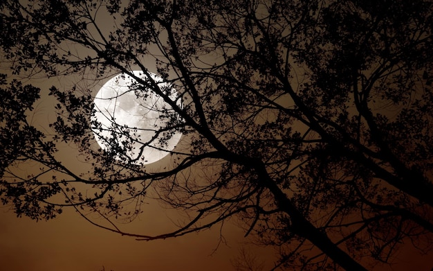 Árbol en el fondo de la noche de luna