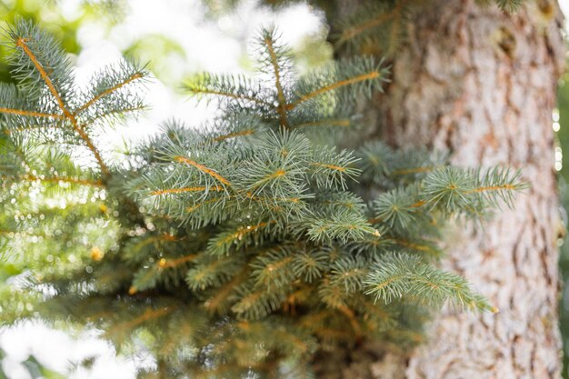 Árbol en el fondo Patrón de árbol Vista de cerca de un patrón de madera en el árbol