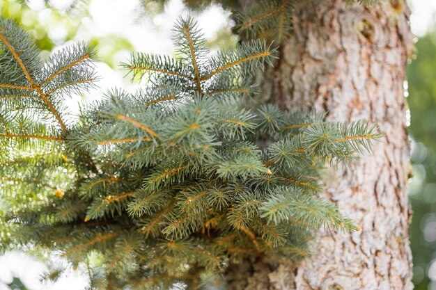 Árbol en el fondo Patrón de árbol Vista de cerca de un patrón de madera en el árbol