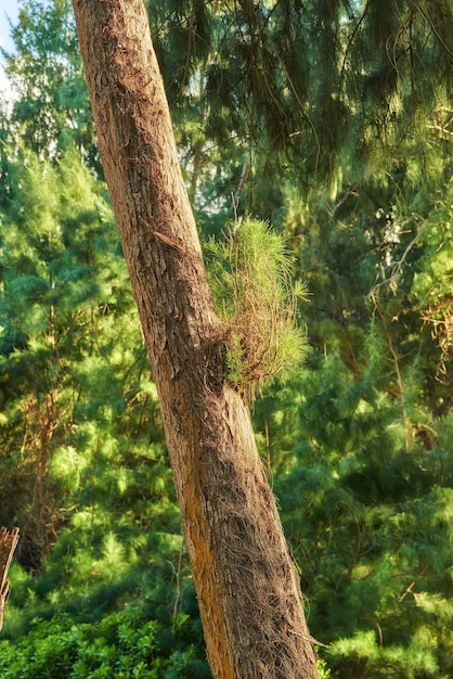 Árbol forestal en la jungla Hawái EE. UU. Selva en Hawái Una vista panorámica del bosque durante la primavera Árboles tropicales en la vida ecológica en las selvas tropicales hawaianas en un desierto orgánico