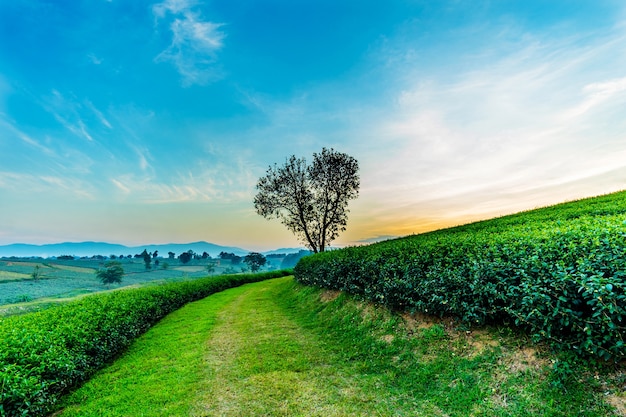 Árbol de la forma del corazón con paisaje de la plantación de té en Chiang Rai, Tailandia.