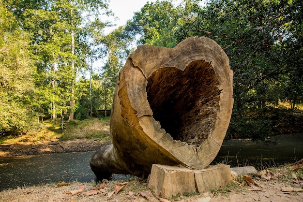 Árbol en forma de corazón