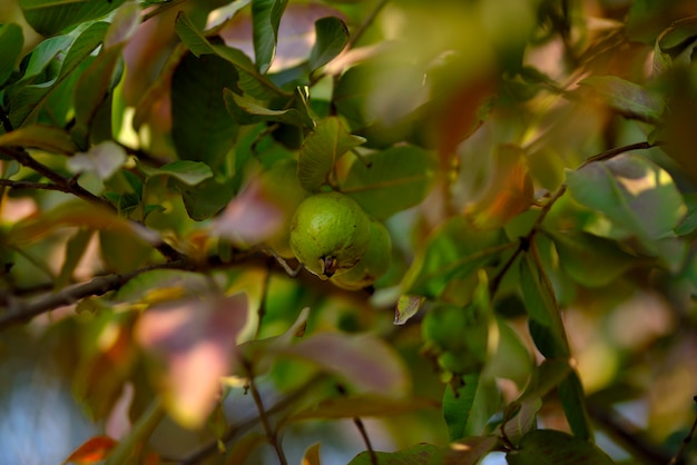 Árbol de fruta de guayaba en un jardín tropical orgánico, fruta cruda de guayaba fresca y saludable en la granja de guayaba.