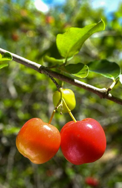 Árbol frutal de acerola con muchos frutos maduros.