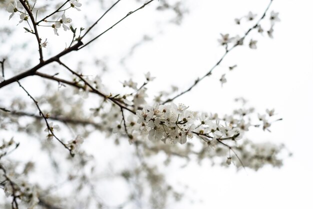 Árbol frutal en flor de rama con flores blancas