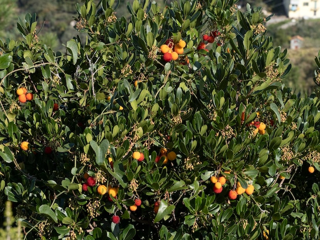 Árbol frutal de fresa en Liguria, Italia