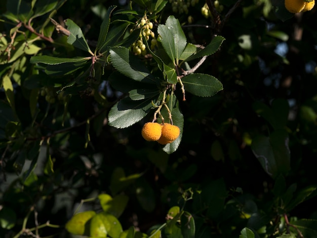 Árbol frutal de fresa en Liguria, Italia