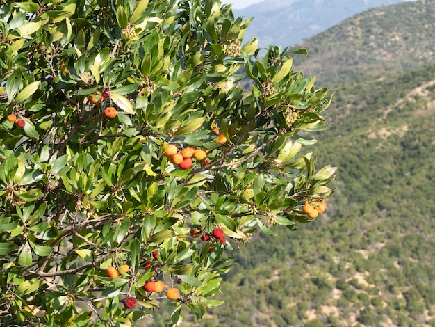 Árbol frutal de fresa en Liguria, Italia