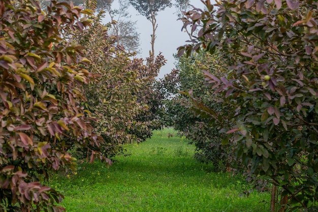 Árbol frutal de guayaba en un jardín tropical orgánico