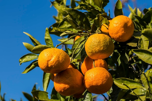 Árbol frutal con hojas verdes y mandarina, frutos de mandarina.