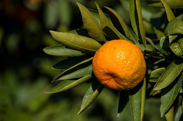 Árbol frutal con hojas verdes y mandarina, frutos de mandarina.