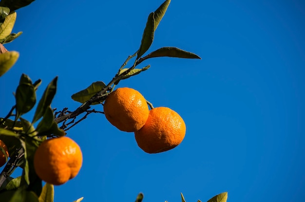 Árbol frutal con hojas verdes y mandarina, frutos de mandarina.