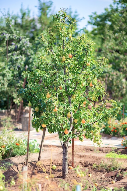 Árbol frutal de jardín. Una pera crece en una parcela personal.