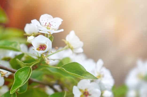 Árbol frutal que florece en el enfoque selectivo Fondo de primavera