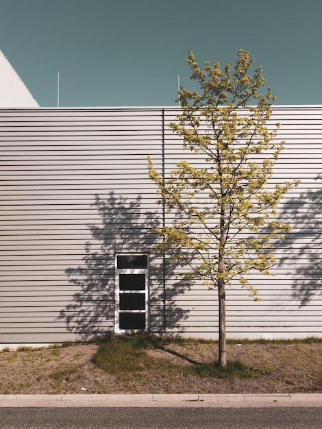 Árbol fuera del edificio contra el cielo