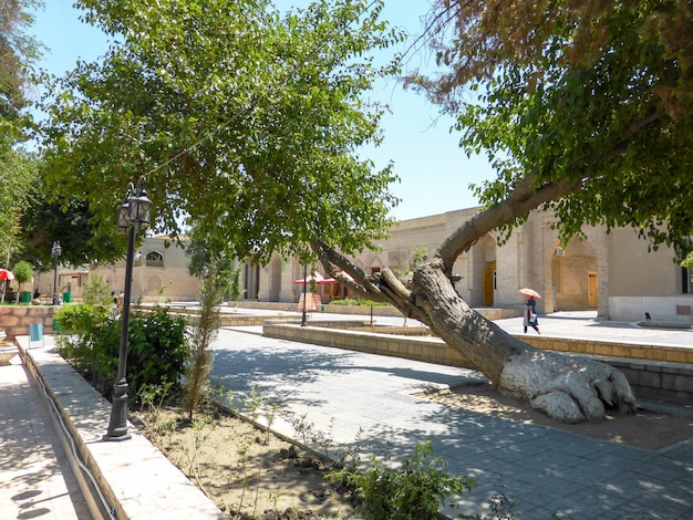 Árbol con fuerte pendiente del tronco