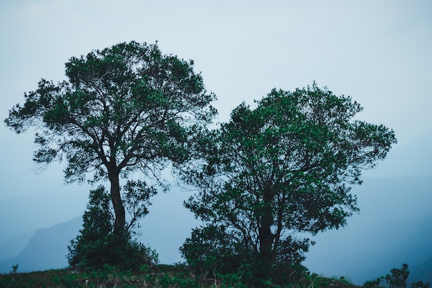 Árbol gemelo en la cima de la montaña