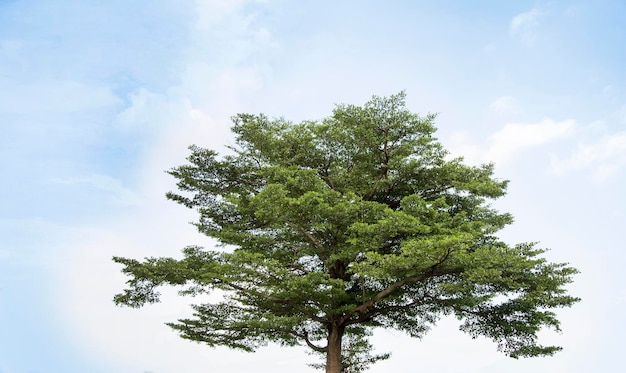 Árbol gigante en cielo despejado