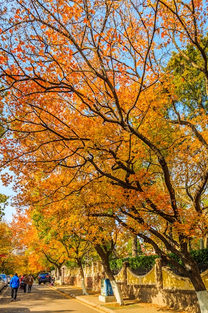 Árbol de ginkgo