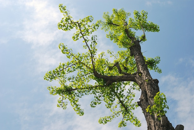 Árbol de ginkgo