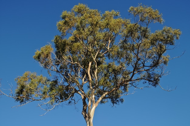 Árbol de goma alto en Tasmania Australia en verano