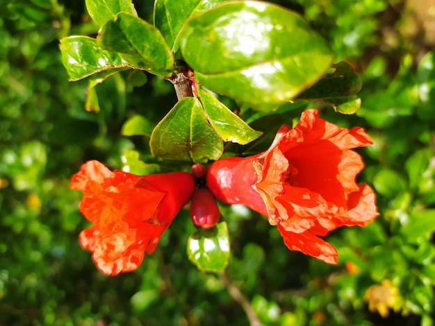 Árbol de granada floreciente Fotografía macro de una flor y follaje Hermosa naturaleza de cerca