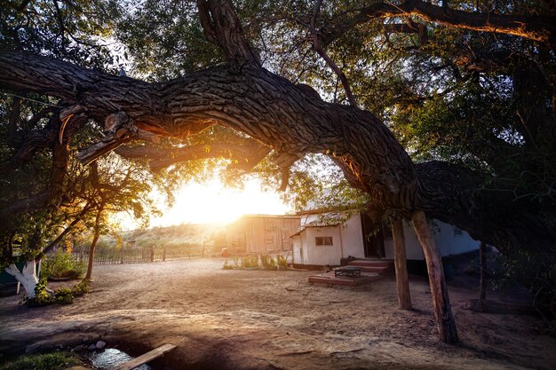 Árbol grande y casa de campo